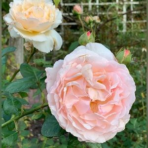 Meet your Posher, Ella